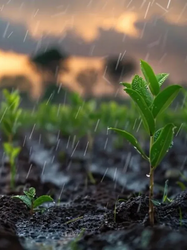 Top 5 Crops That Will Make You Profit This Monsoon (2025 Edition)